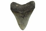 Fossil Megalodon Tooth - South Carolina #321160-1